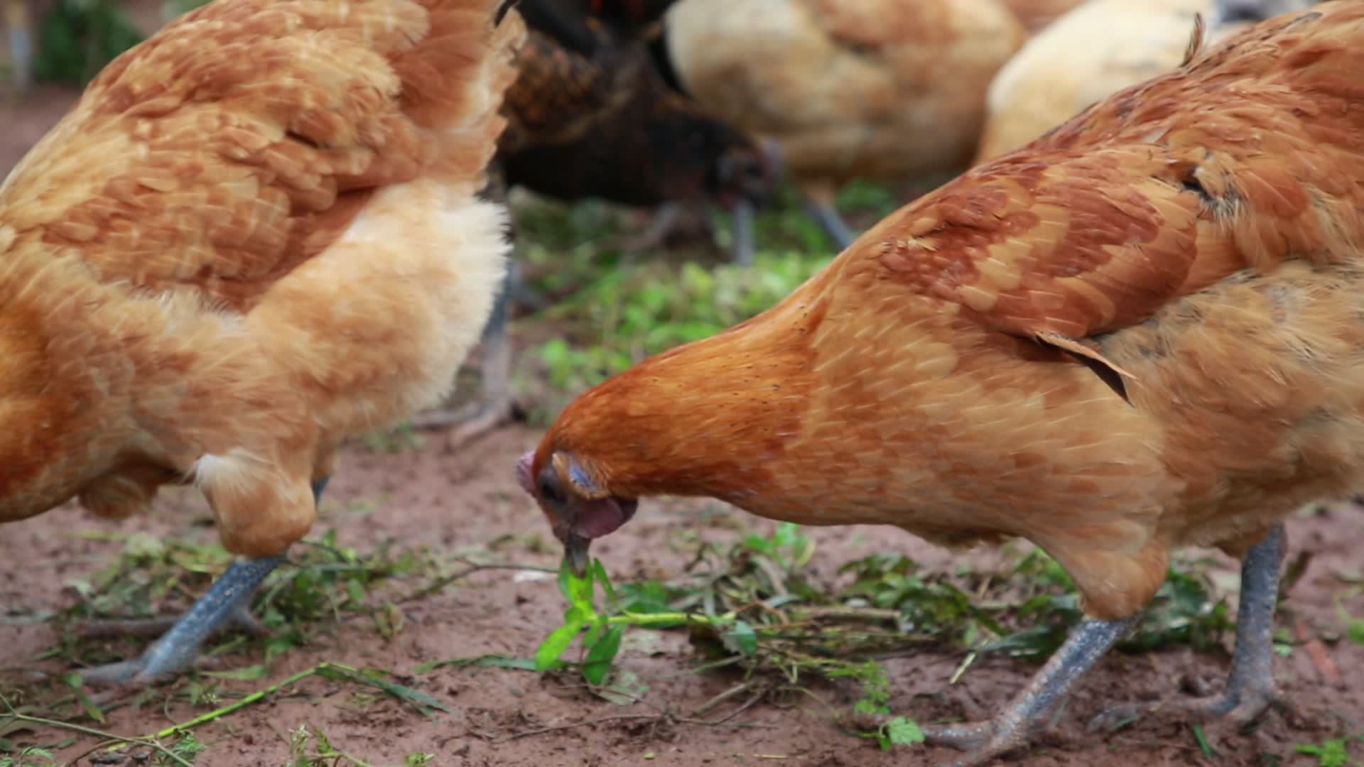 鸡饲养养殖觅食跑山鸡高清视频视频的预览图