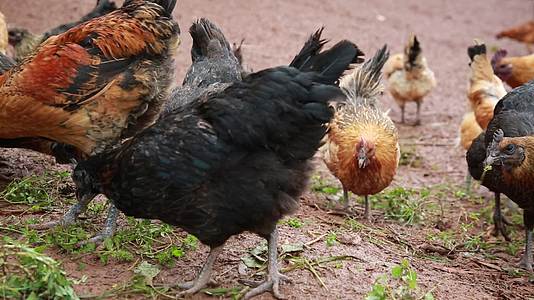 鸡饲养养殖觅食跑山鸡高清视频视频的预览图