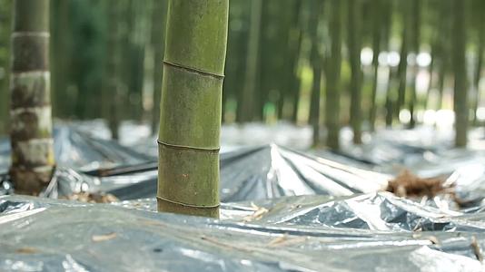 竹林林下种植菌类实拍视频视频的预览图