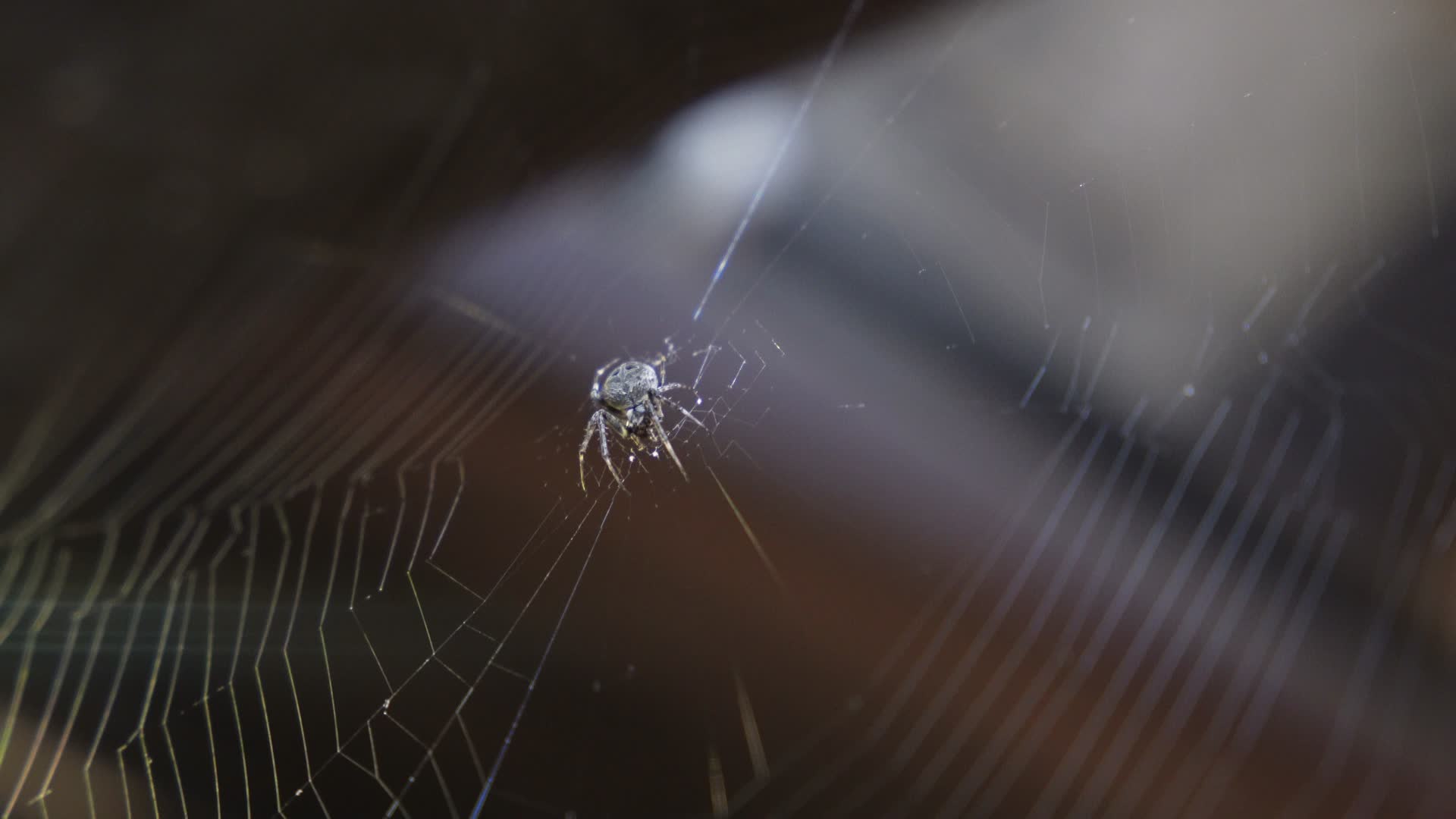 西塘古镇蜘蛛网鱼蜘蛛实拍视频视频的预览图