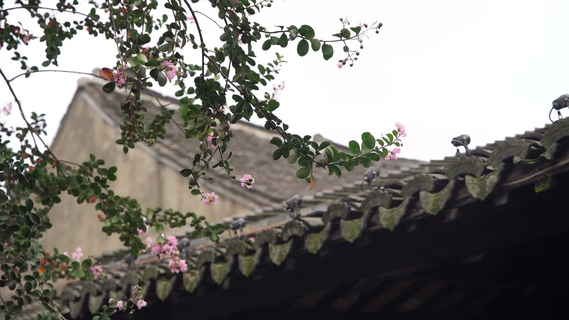 西塘古镇古建筑屋檐实拍视频的预览图