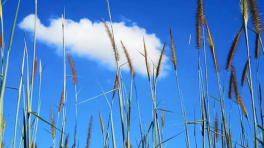 草尖上飘浮的蓝天白云画面唯美飘逸视频的预览图