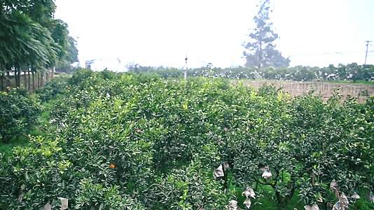 果园丰收采摘桔子实拍视频视频的预览图