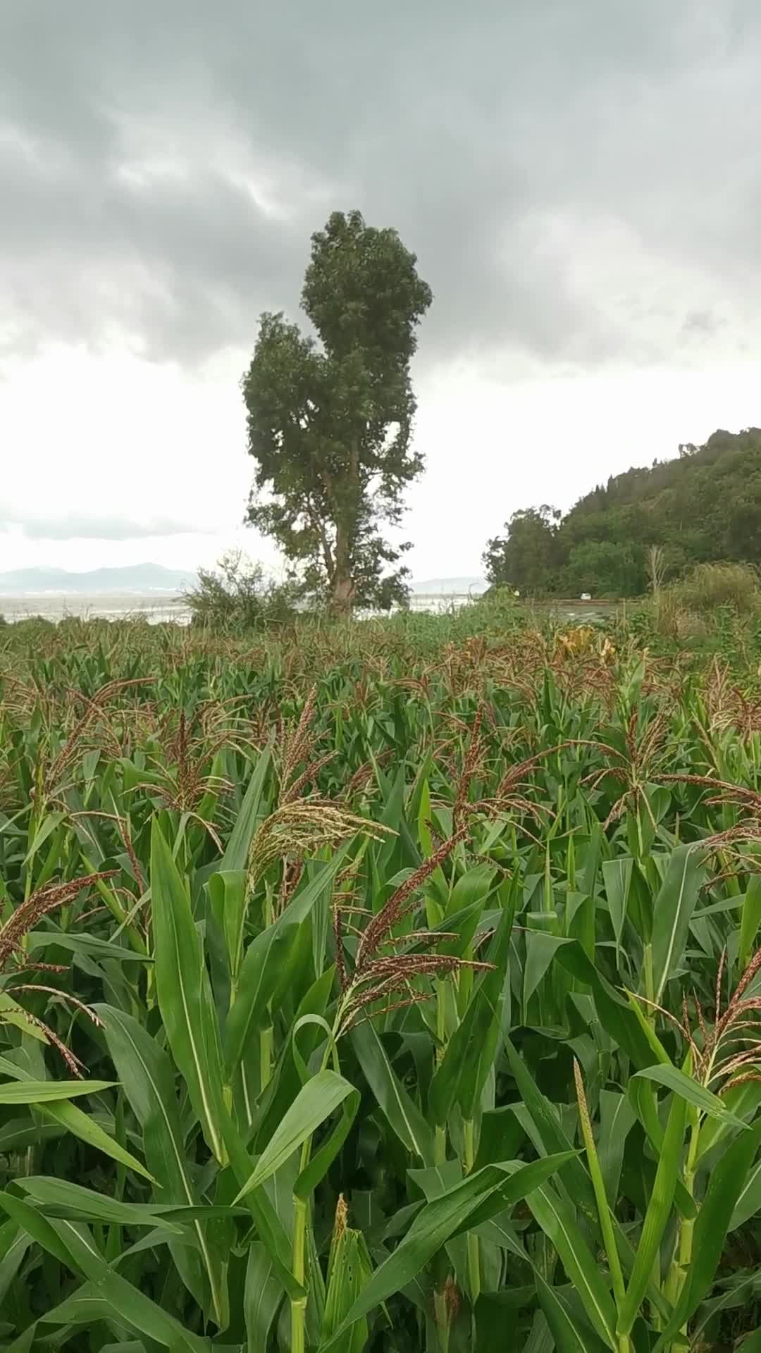 田野风光玉米地阴天视频的预览图