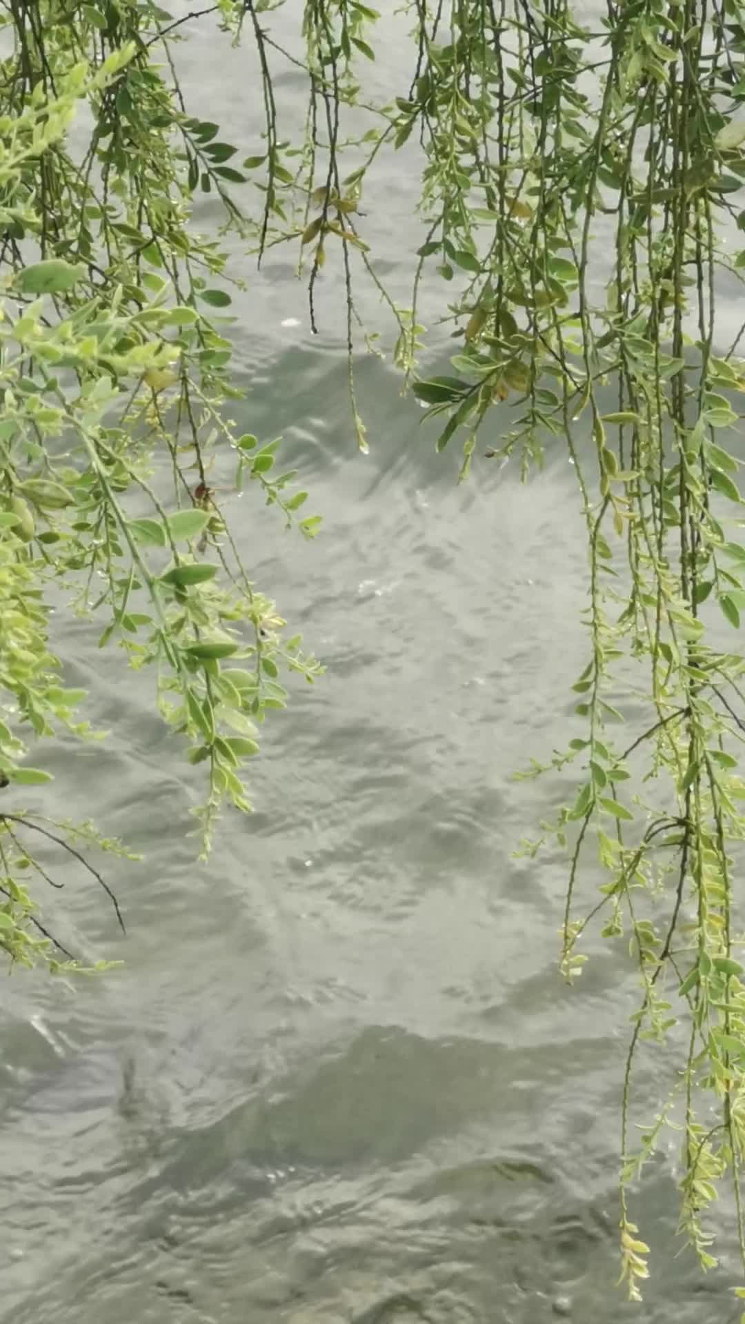 湖岸植物特写镜头摇曳的藤视频的预览图