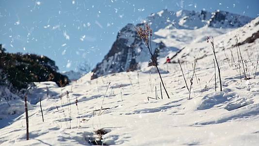 青藏巴朗山大雪纷飞雪景视频的预览图