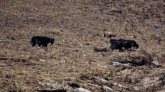雪山上的野生牦牛视频的预览图