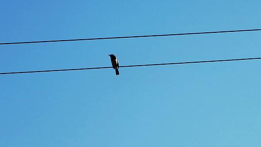 孤单的鸟停在电线杆上实拍视频视频的预览图