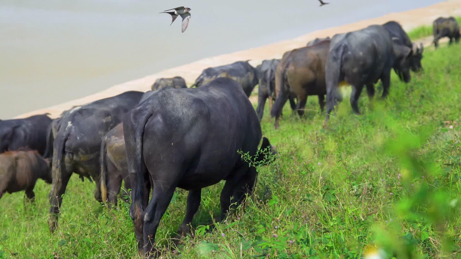 放牧场里吃草的水牛视频动物牛群生态实拍视频视频的预览图