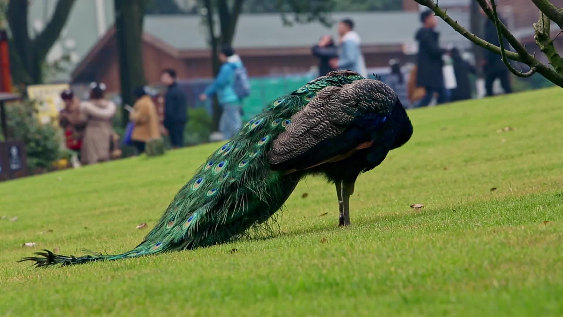 公园里漫步的孔雀视频的预览图