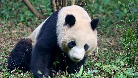 打架嬉戏打闹的大熊猫视频的预览图