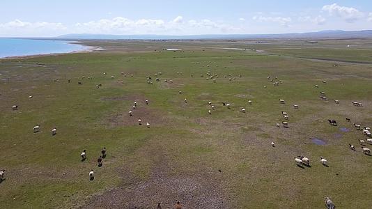 青海湖湖边草原牛羊航拍视频的预览图