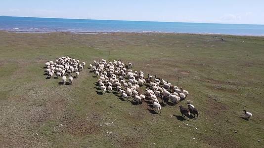 青海湖湖边航拍羊群视频的预览图