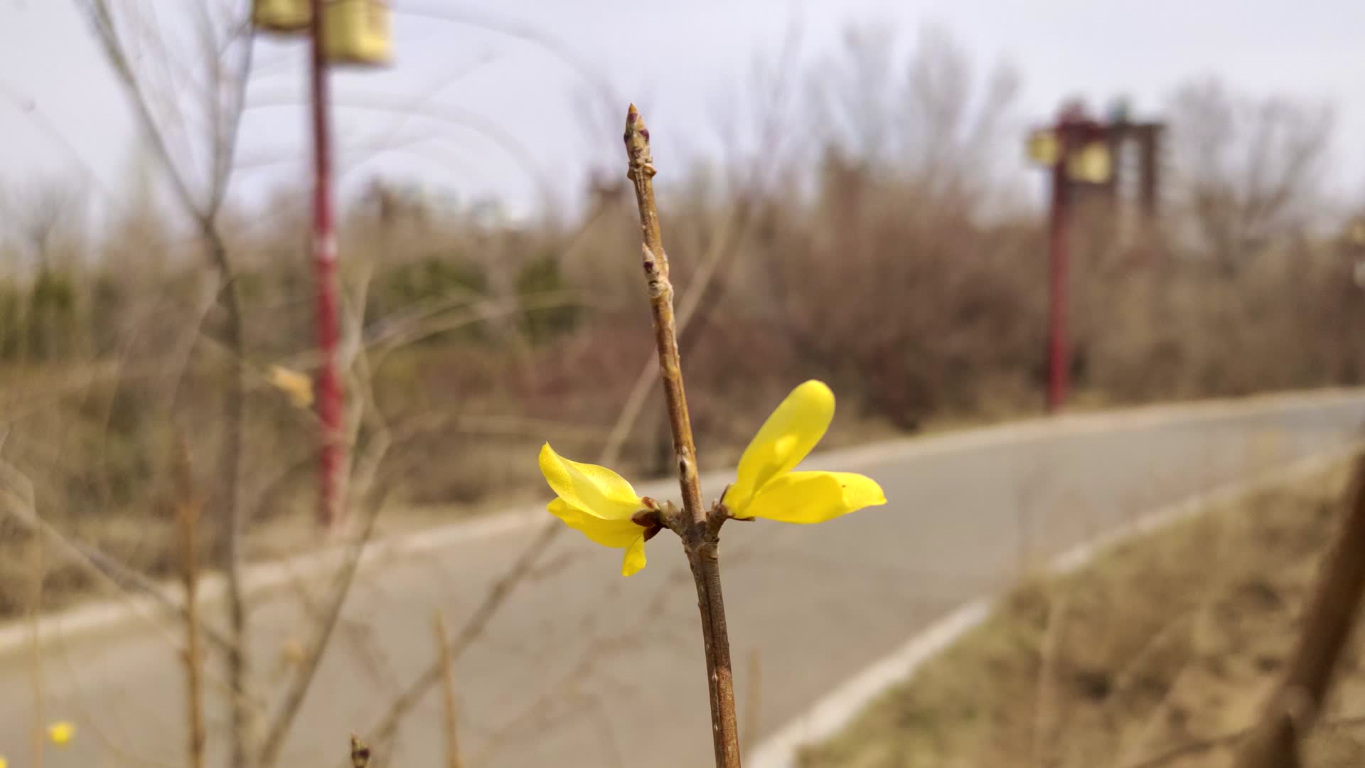 锡林浩特植物园春天里不知名的黄色小花盛开上午4k实拍视频视频的预览图