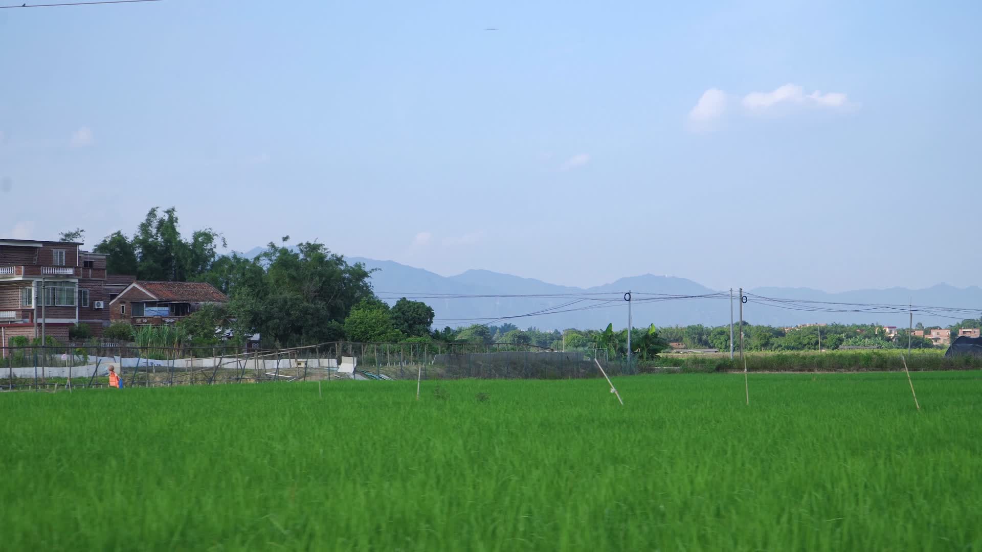 稻田和农村房屋视频的预览图