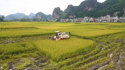 南方水稻收割稻田丰收视频的预览图
