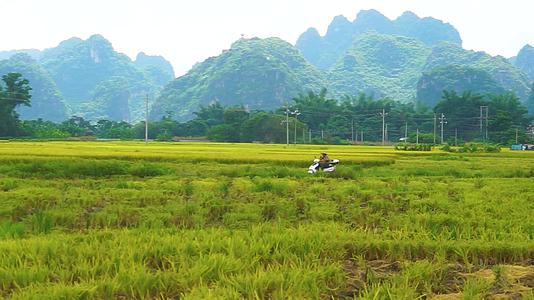 南宁上林乡村建设水稻丰收实拍视频视频的预览图
