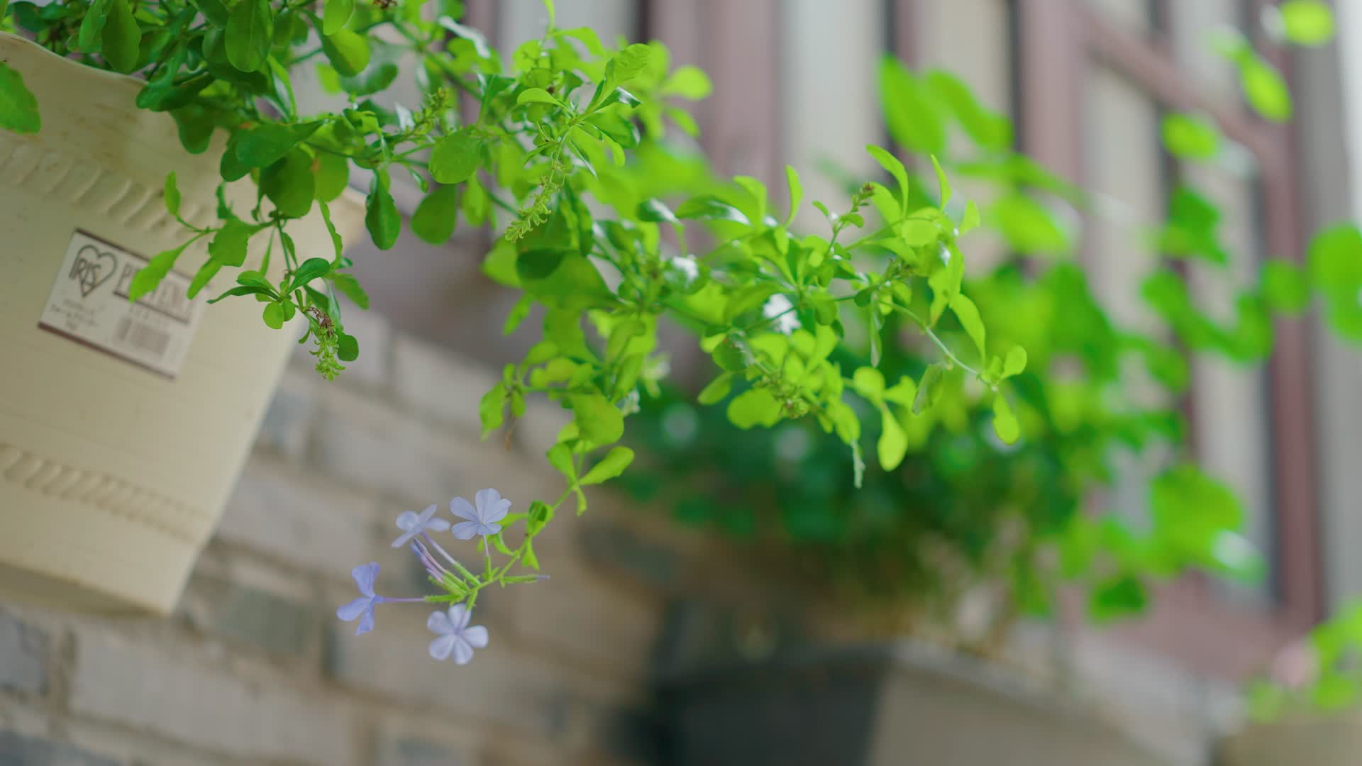 4K有机绿色植物盆栽视频的预览图