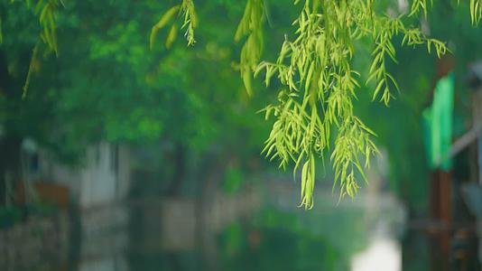 4K江南古镇园林风景柳叶小河视频的预览图