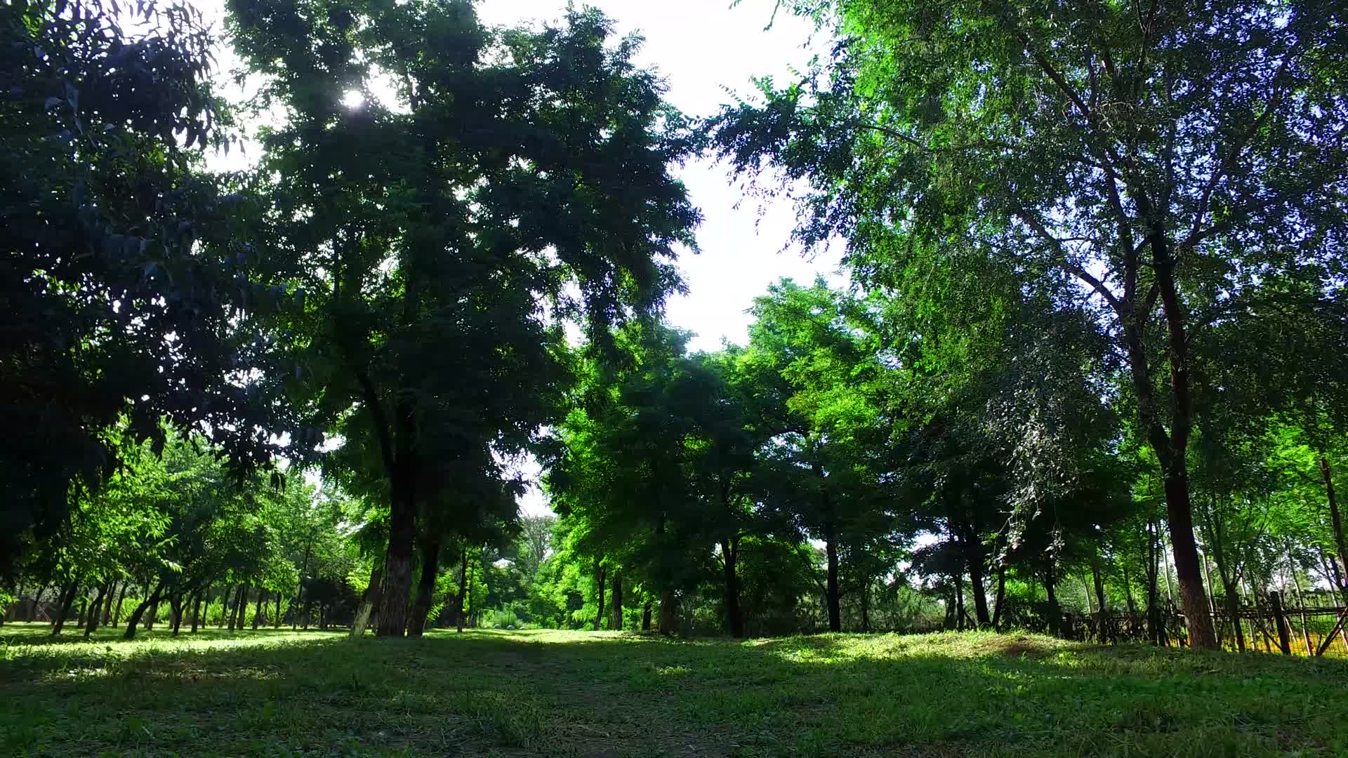 树林绿色逆光下的树叶夏日阳光荷塘视频的预览图