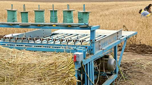 收割小麦麦穗秋天丰收实拍视频视频的预览图