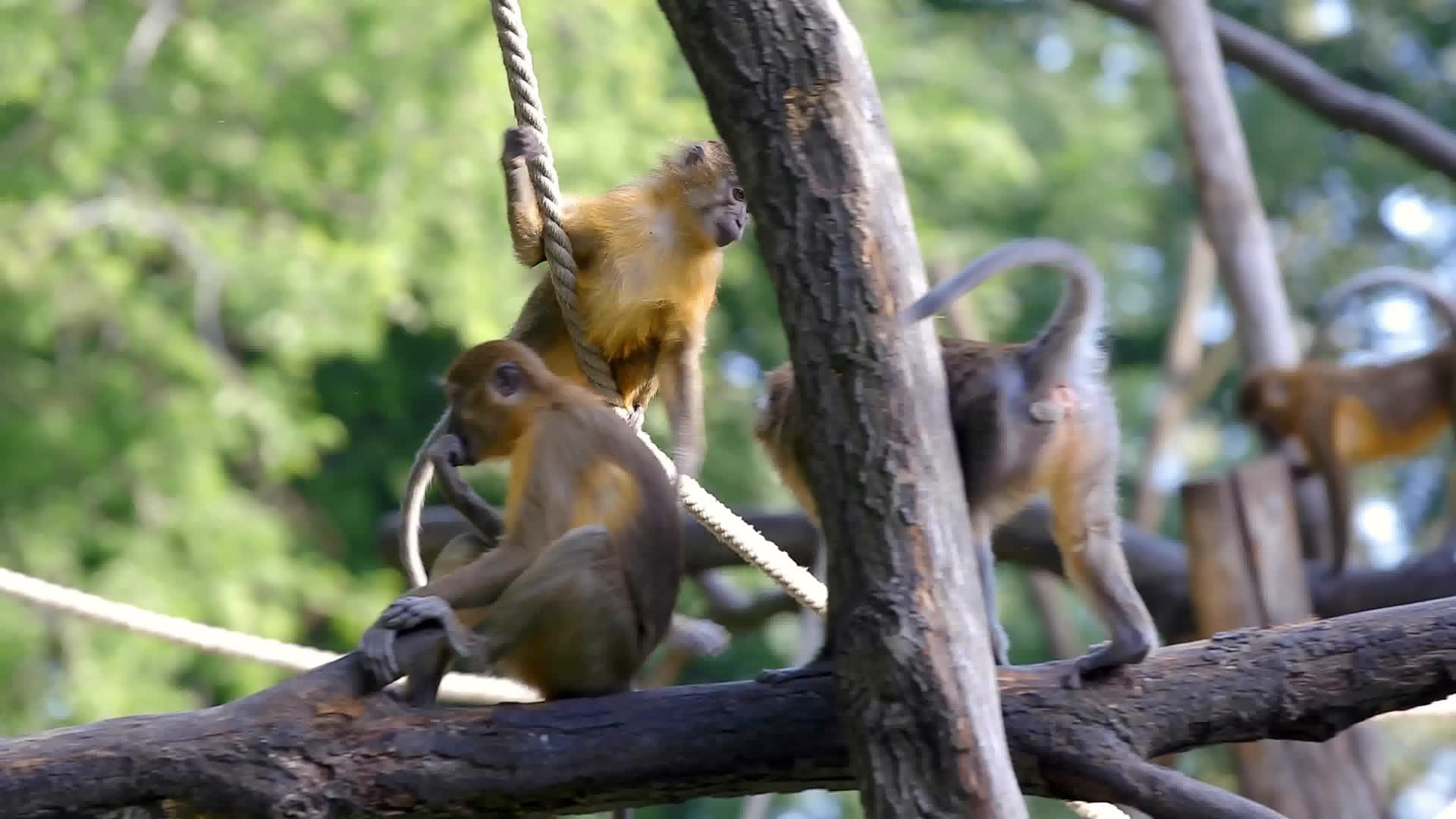高清实拍猴子玩耍跳跃视频的预览图