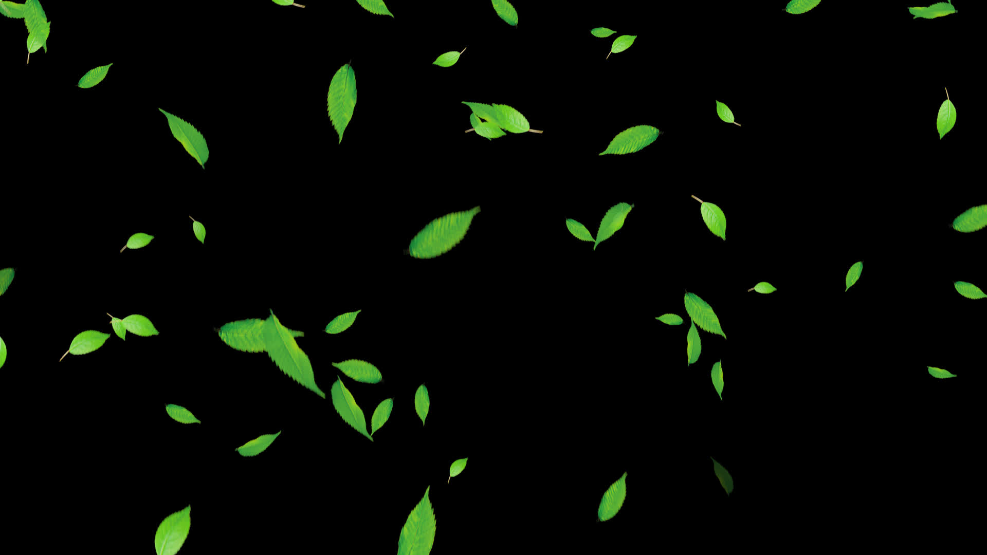 4K绿色叶子落下通道视频循环视频的预览图