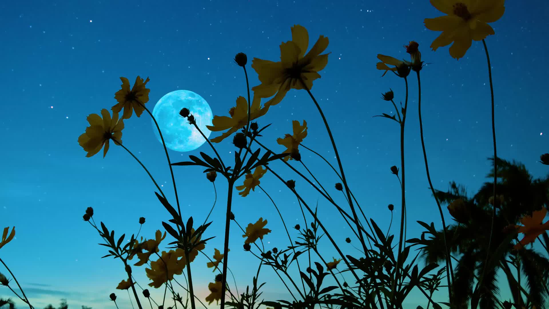 中秋节月光下浪漫的格桑花视频的预览图