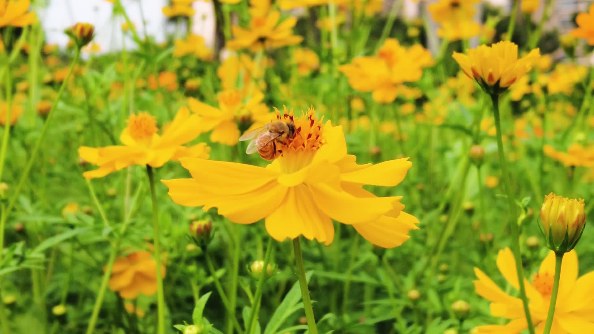 格桑花蜜蜂采蜜实拍视频的预览图