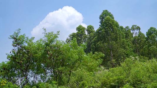 森林公园的树木小清新风景视频的预览图