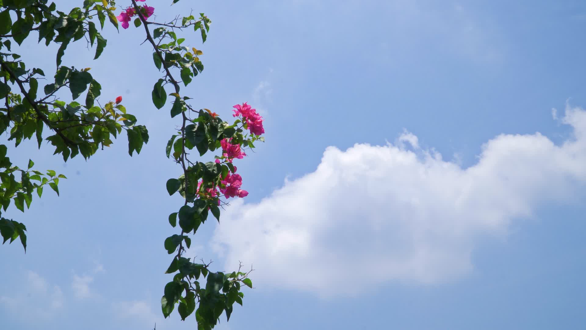 晴朗天空下的三角梅花卉视频的预览图