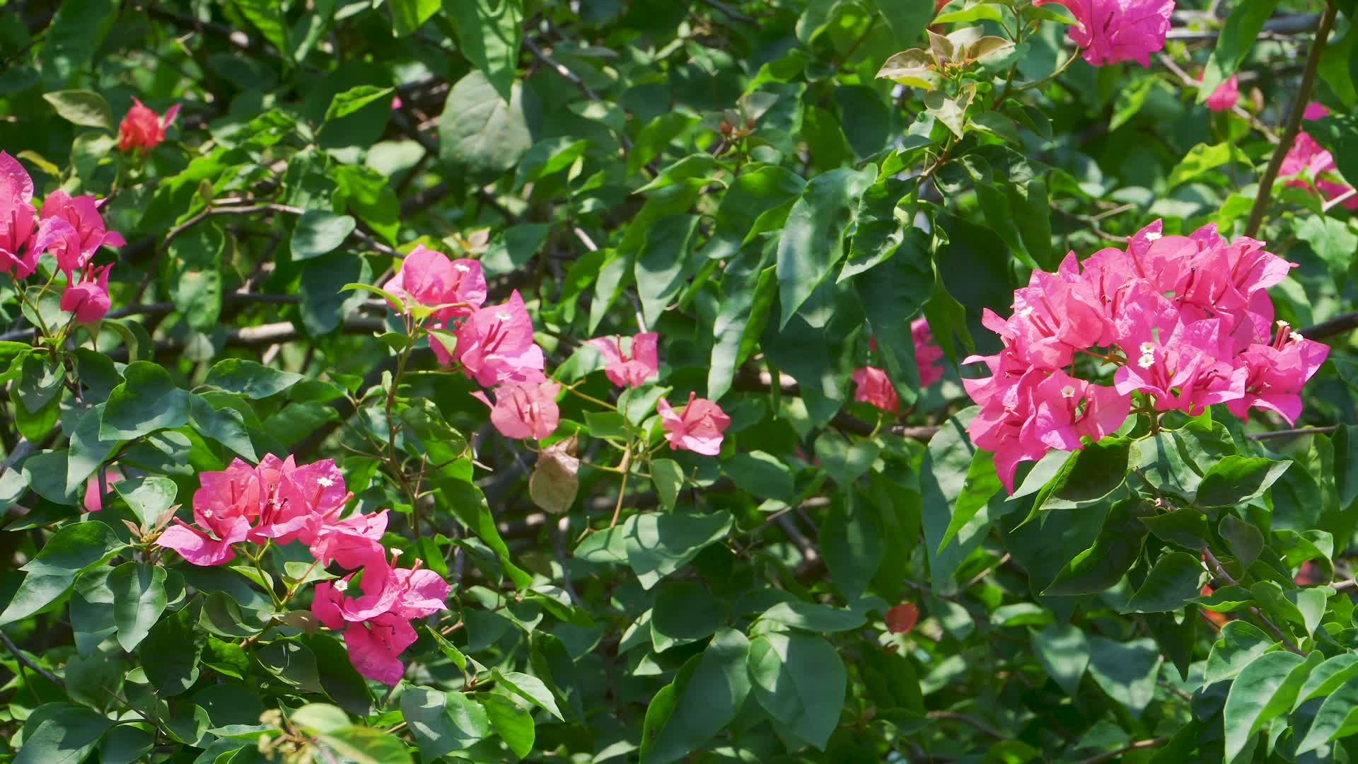 晴朗天气时的三角梅花卉视频的预览图