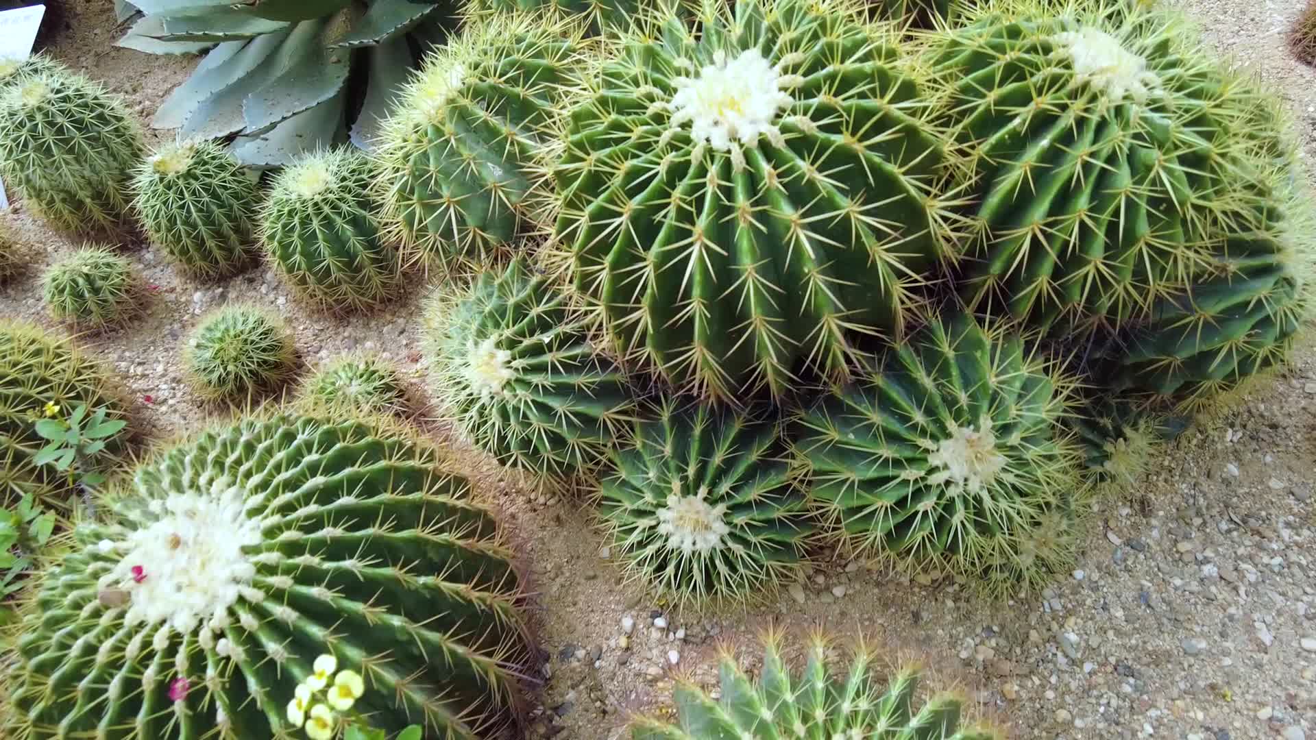 多肉植物仙人球仙人掌植物园视频的预览图