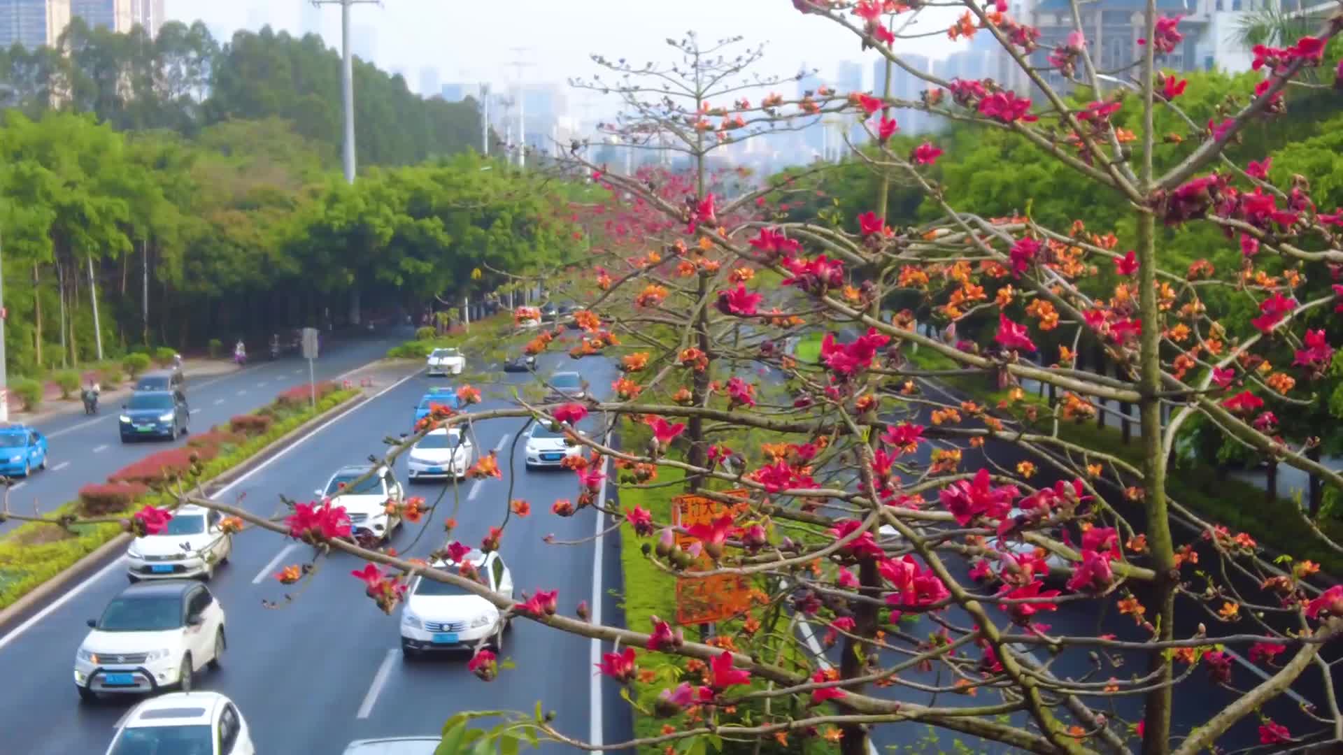 城市道路木棉花春暖花开视频的预览图