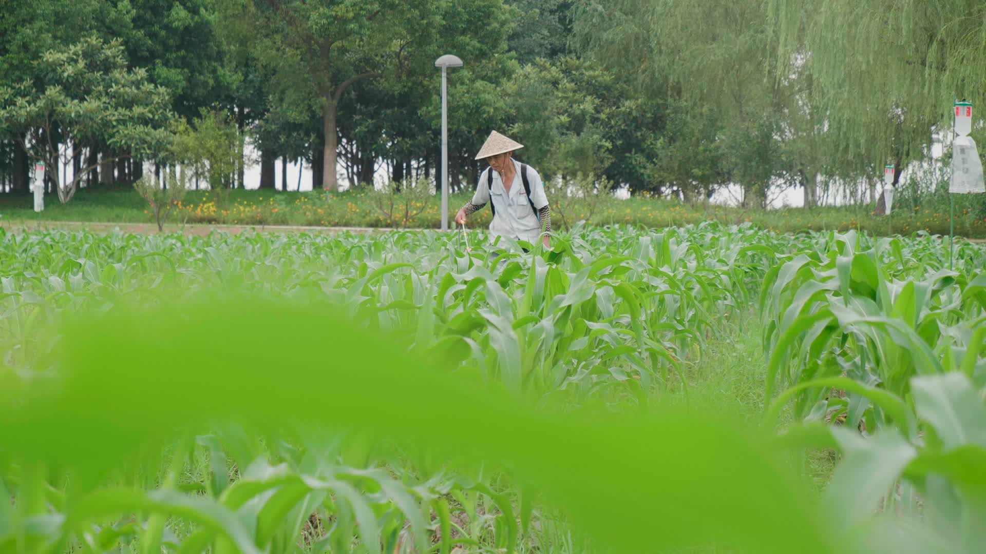 4K现代农业农民农田打农药视频的预览图