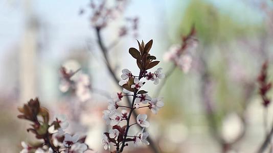 梨花盛开春天蜜蜂采蜜视频的预览图
