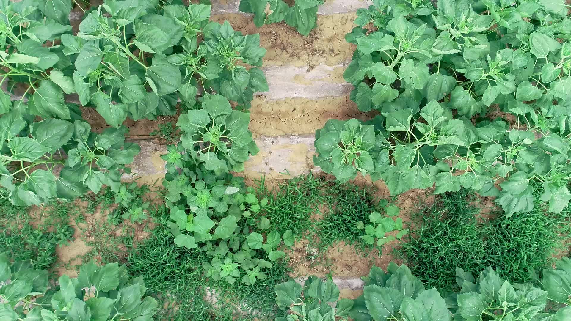 蔬菜大棚种植绿色农业视频的预览图