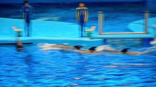 海豚表演秀海洋馆亲吻海豚视频的预览图