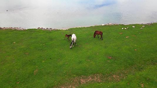 新疆昭苏湿地公园航拍马吃草视频的预览图