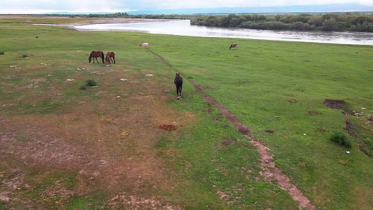 自然新疆昭苏湿地公园马匹生活航拍视频视频的预览图
