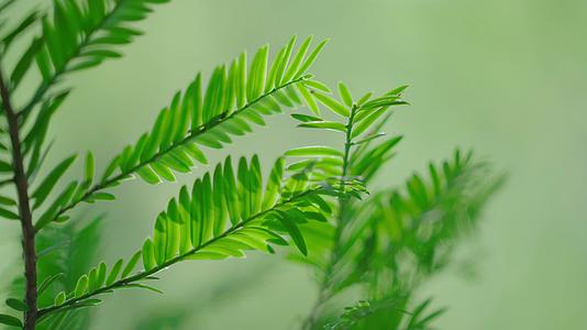 4K唯美阳光树叶绿色植物视频的预览图