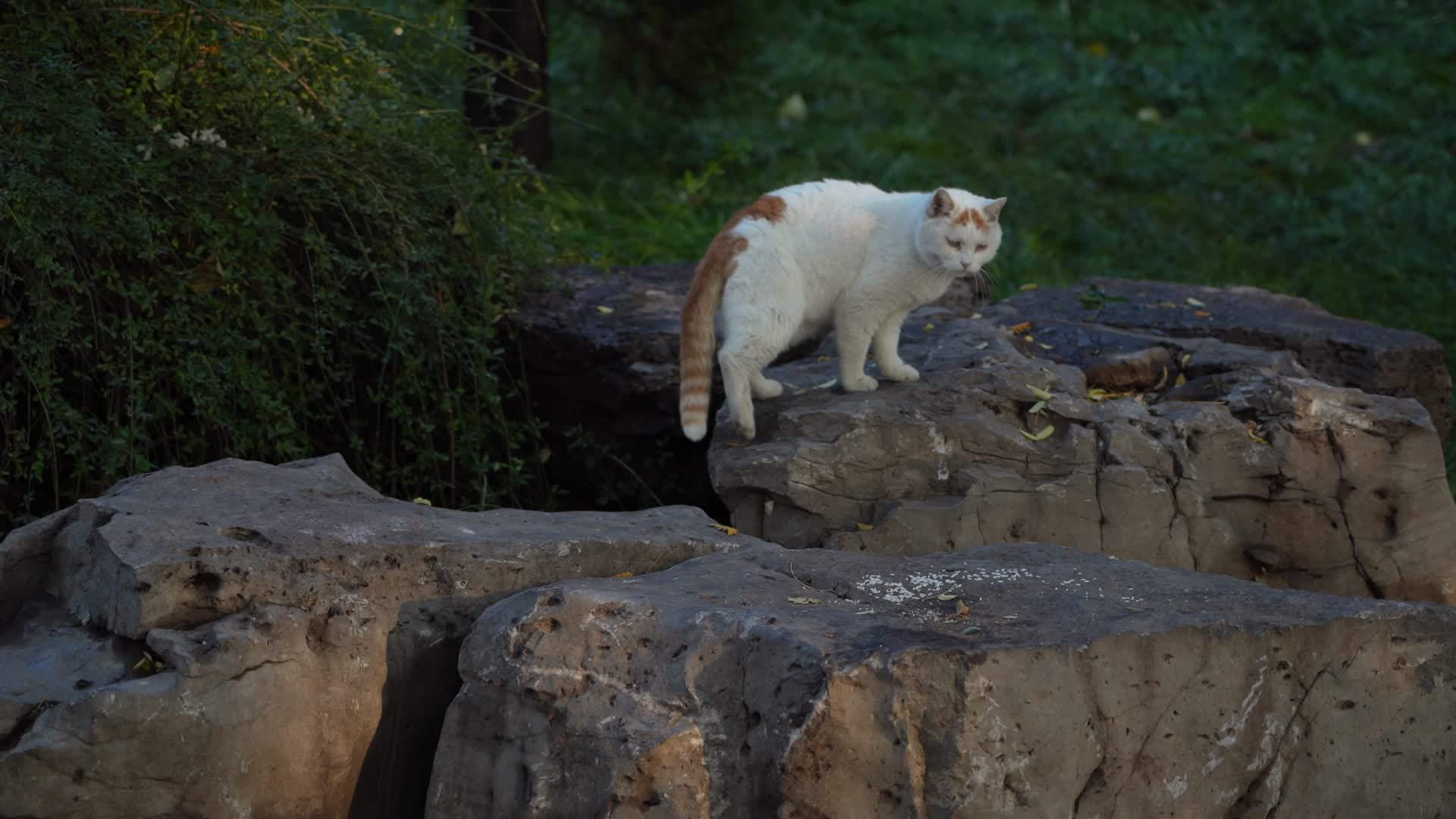 4K实拍北海公园的猫咪视频的预览图