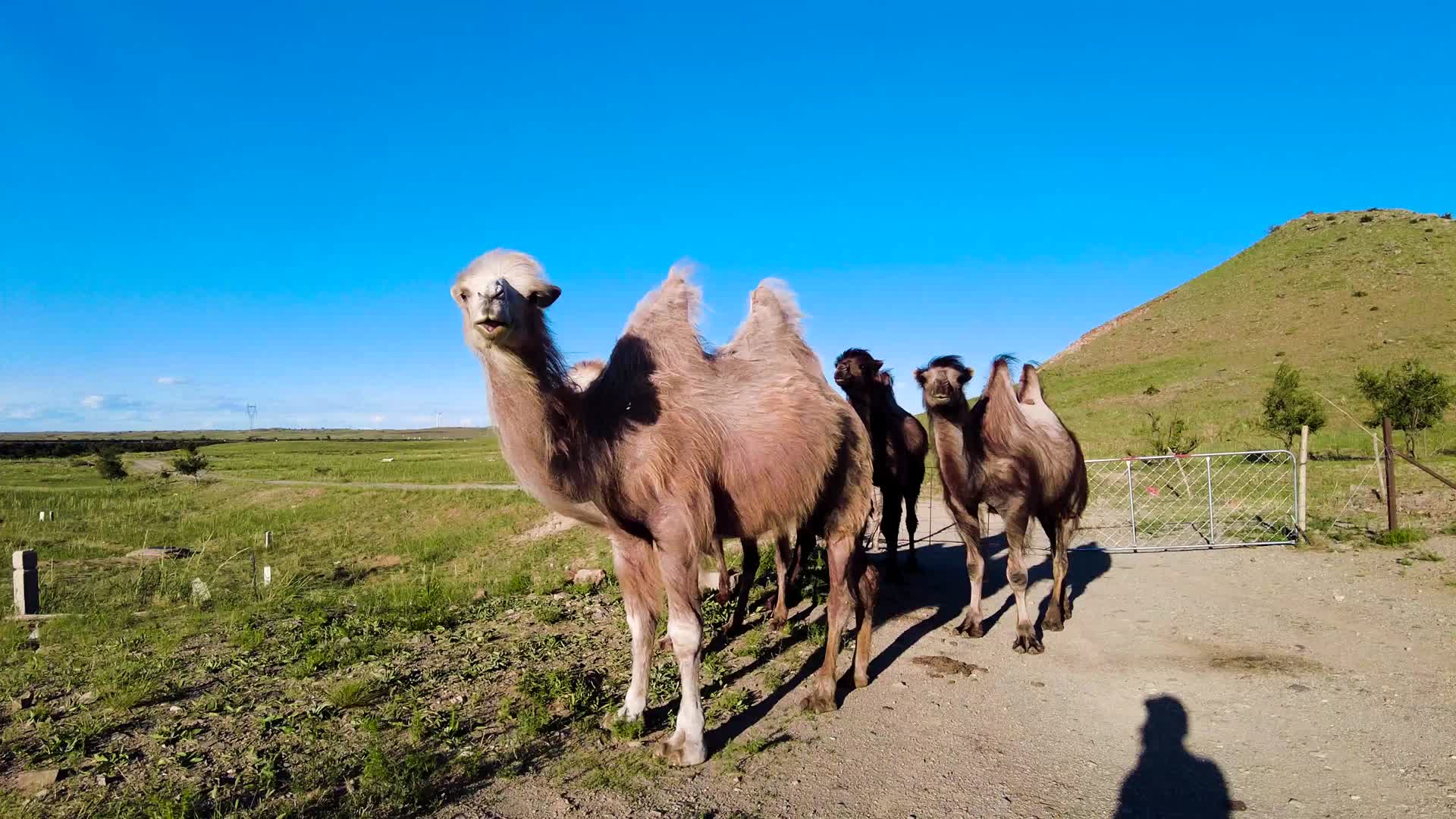 内蒙古草原上蓝天下的骆驼群傍晚4k拍摄视频视频的预览图