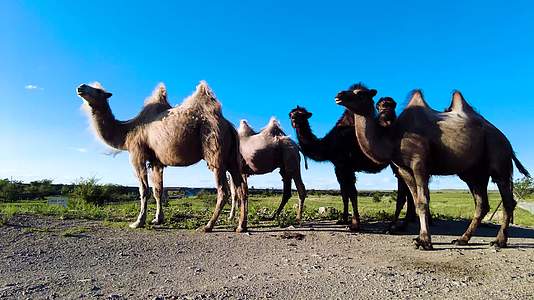 内蒙古草原上蓝天下的骆驼群傍晚4k拍摄视频视频的预览图