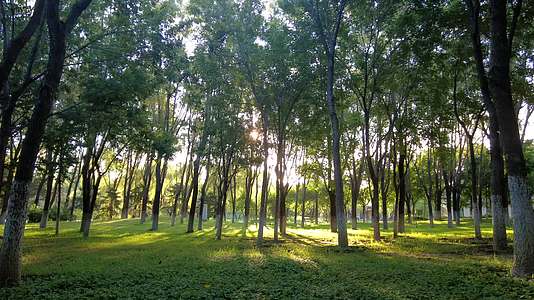 清晨阳光透过树林光影树林逆光下的树林视频的预览图