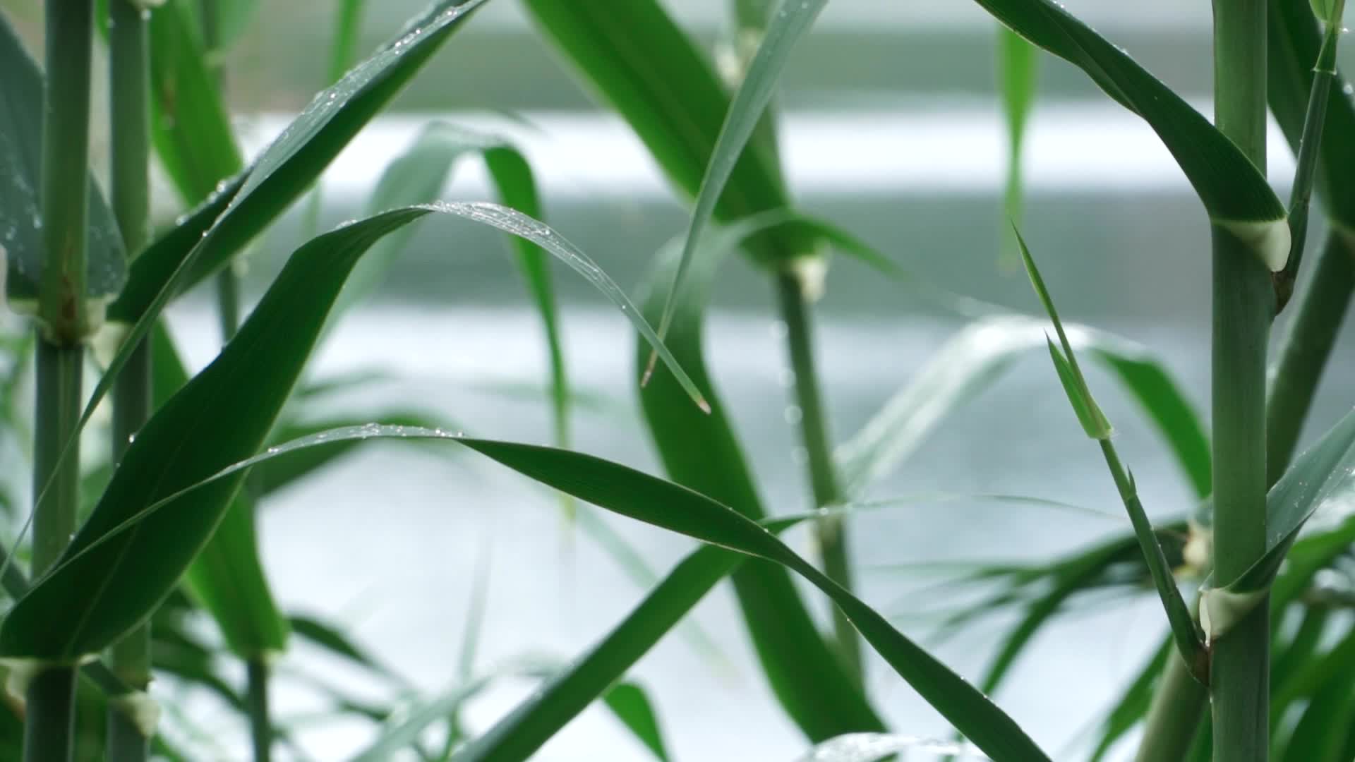 雨后湖边的芦苇视频的预览图