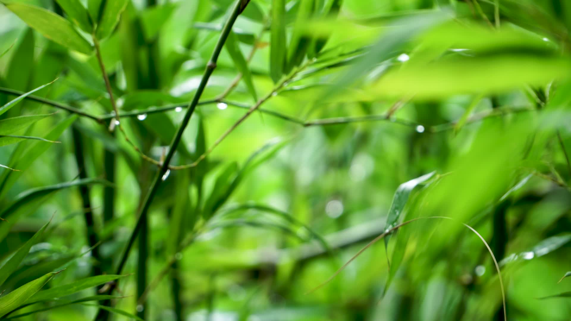 雨后的竹叶视频的预览图