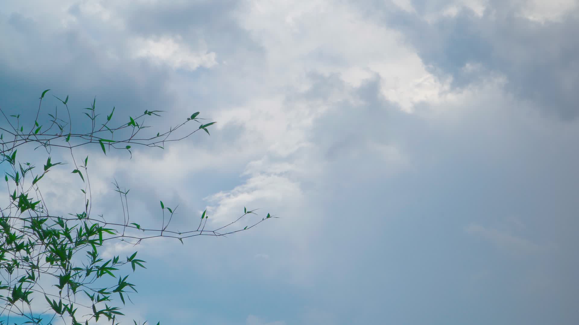 阴云天空下的竹叶视频的预览图