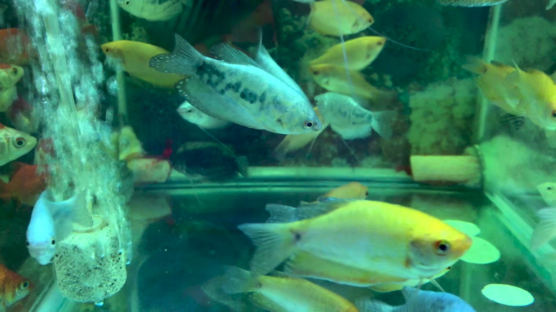 鱼缸里的锦鲤视频的预览图