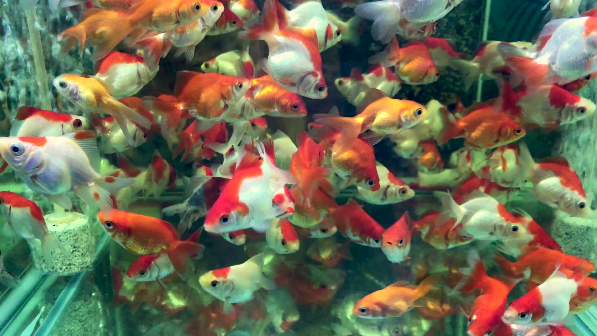 鱼缸里的金鱼视频的预览图
